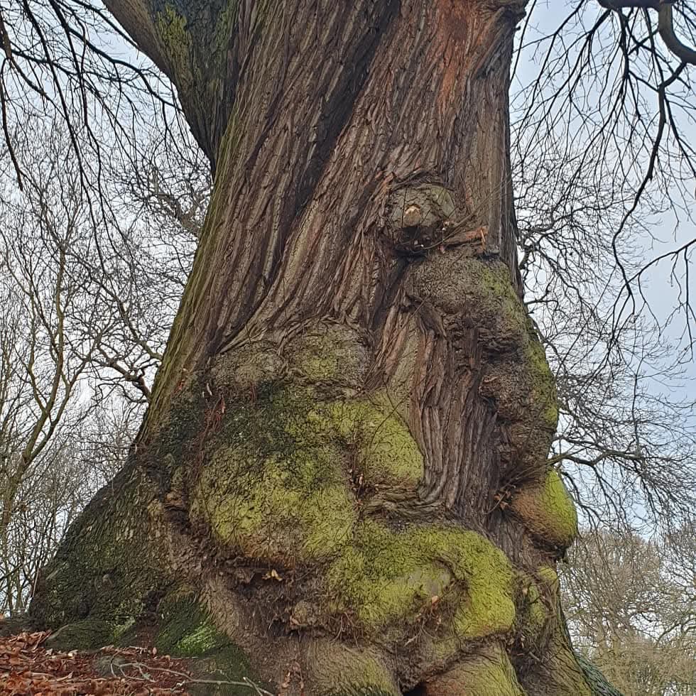 Tree Surveys & Reports